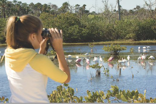 Wildlife viewing on the Space Coast
